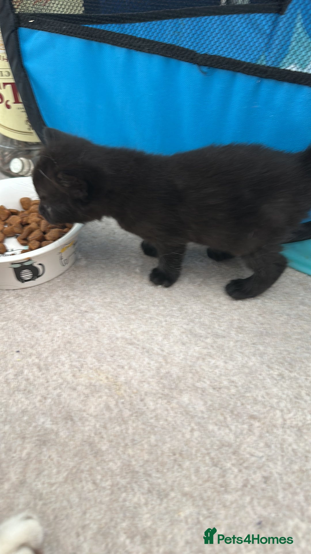 Mixed Breed cats for sale: British shorthair X British shorthair x Tabby - Image 26