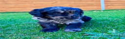 Labradoodle dogs for sale: F1 Labradoodle Merle Babies 🐾🐾🐾 - Advert 22