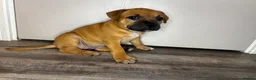 Staffordshire Bull Terrier dogs for sale: 🔥READY! KCREG STAFFY PUPPS–OUTSTANDING QUALITY 🔥 - Advert 16
