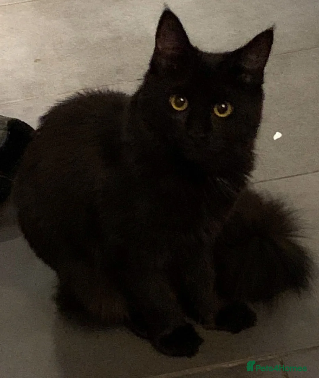 Maine Coon cats for sale: Maine coon kittens for sale - Advert 2