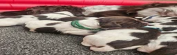 English Springer Spaniel dogs for sale: English springer puppies  - Advert 6