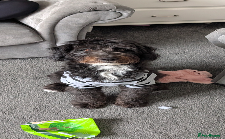 Bordoodle dogs - Advert 2