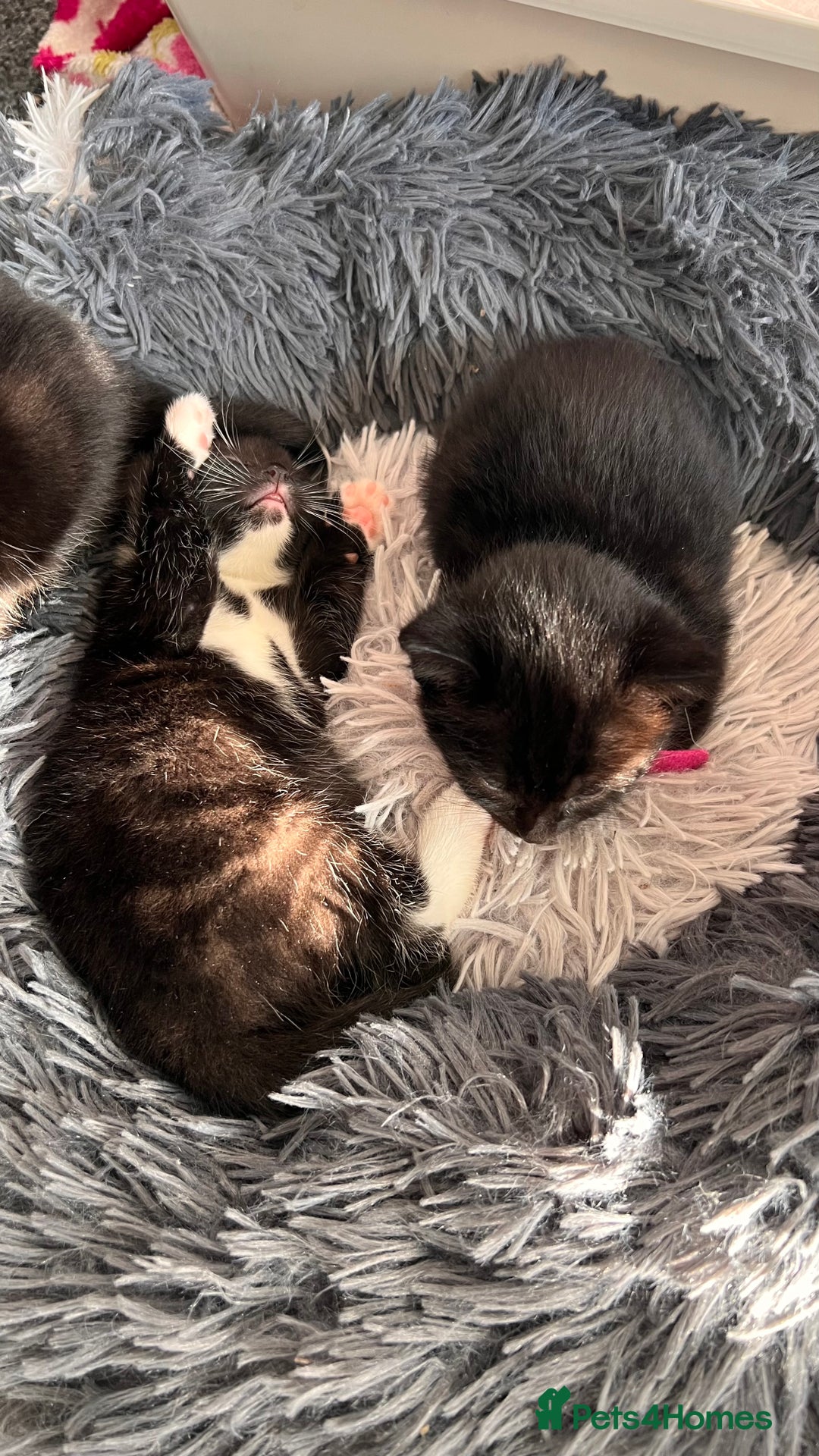 Mixed Breed cats for sale: adorable tuxedo kittens - Advert 15