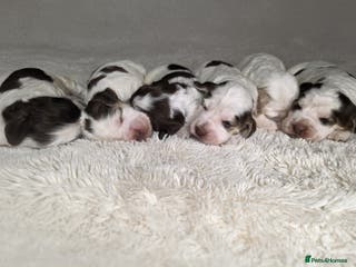 Cocker Spaniel dogs Beautiful Show Type Cocker Spaniels - Advert 2