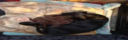Miniature Dachshund dogs for sale: Miniature Dachshund Smooth Haired Puppies - Advert 5