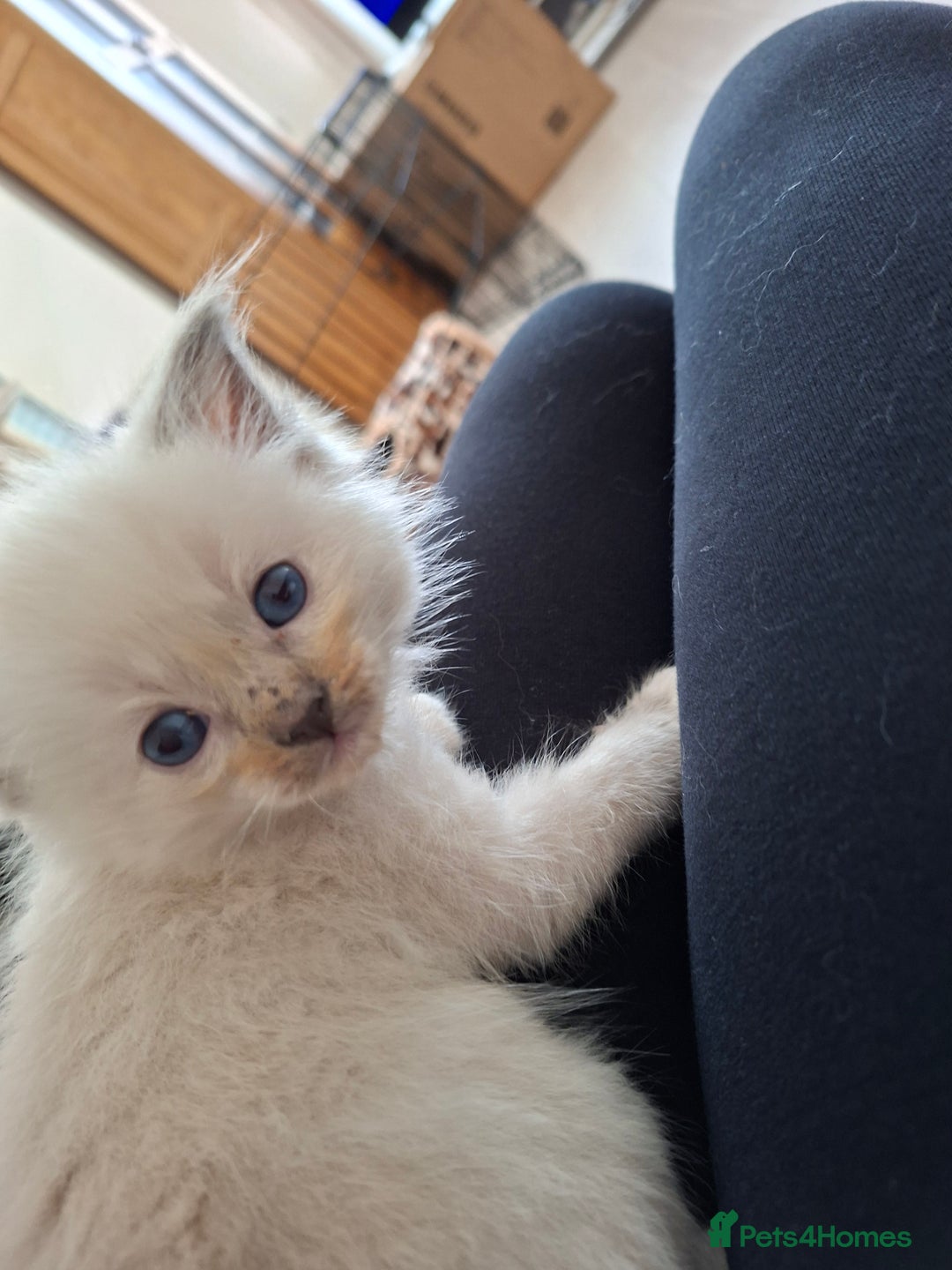 Ragdoll cats for sale: Stunning Ragdoll kittens  - Image 25