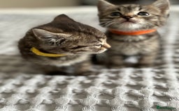 Maine Coon cats for sale: 🌟Adorable kittens now ready 4 forever home🌟 - Image 3