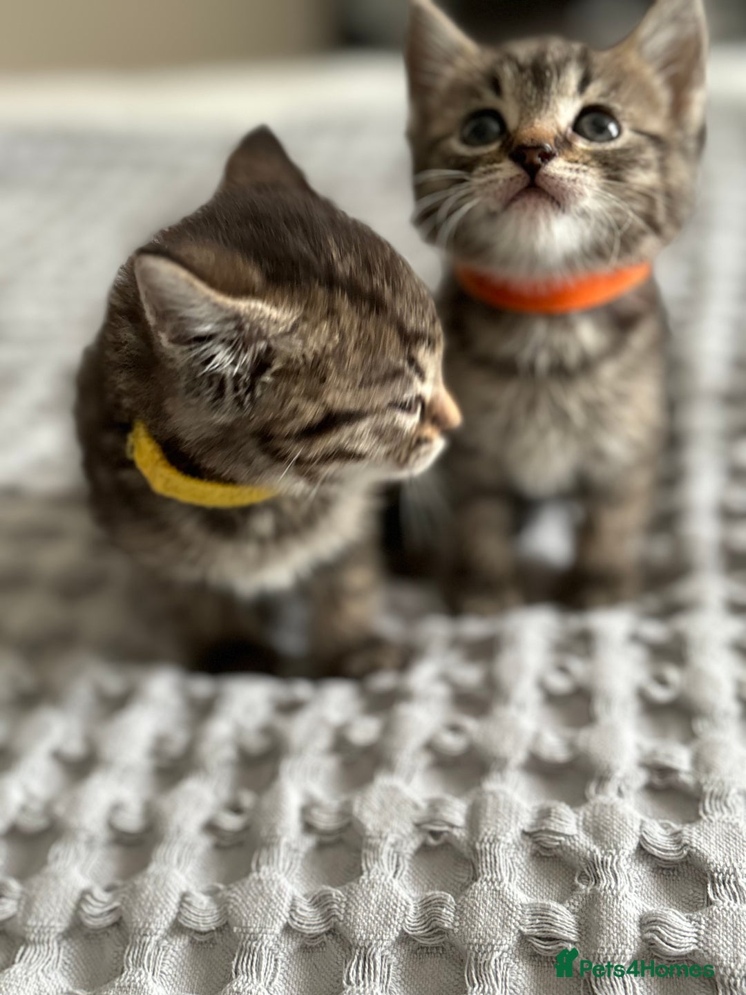 Maine Coon cats for sale: 🌟Adorable kittens now ready 4 forever home🌟 - Image 3