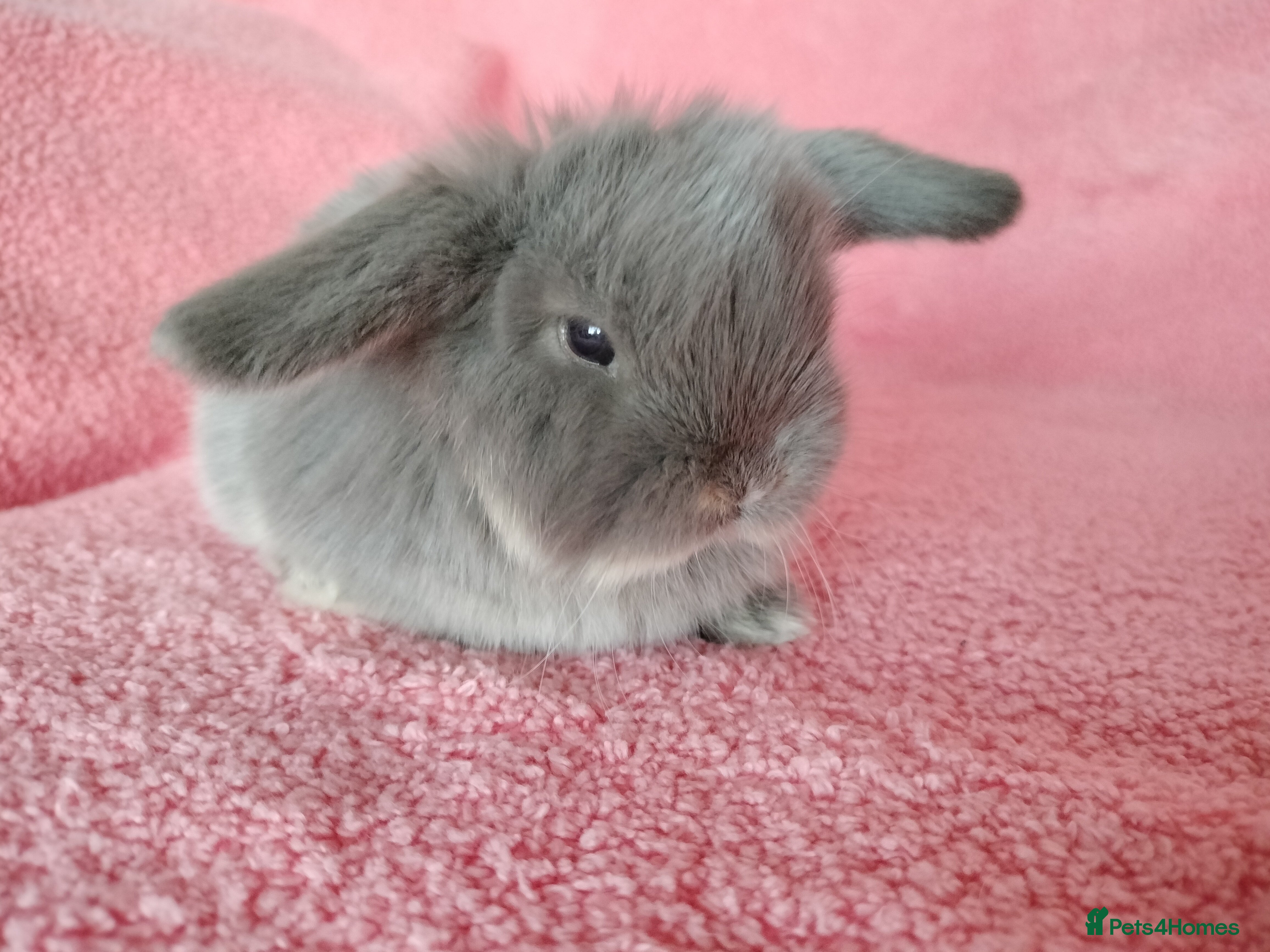 Mini Lop rabbits Baby mini lops for sale  - Advert 1