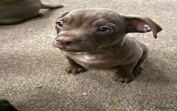 Mixed Breed dogs for sale: French bulldog/cockerspaniel 12 weeks old   - Advert 10