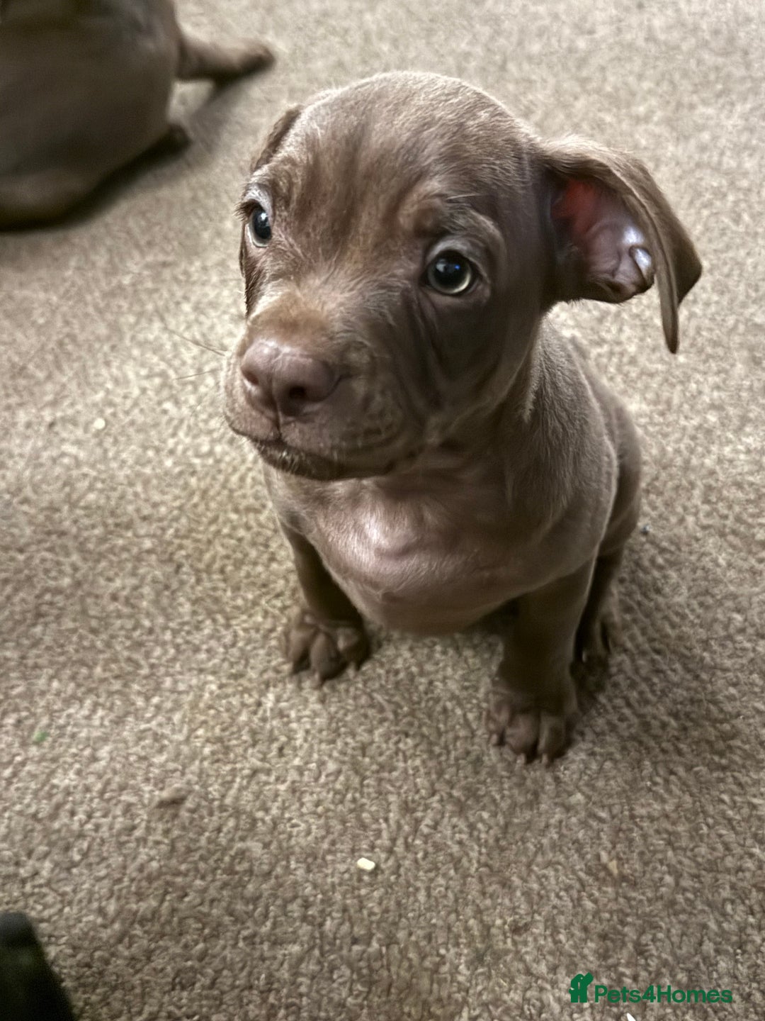 Mixed Breed dogs for sale: French bulldog/cockerspaniel 12 weeks old   - Advert 10