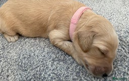Goldendoodle dogs for sale: F1b Goldendoodles available for reservation - Image 2