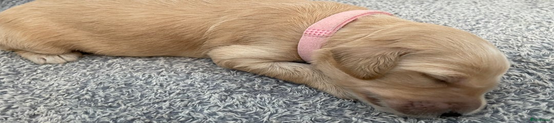 Goldendoodle Puppy Pink Collar