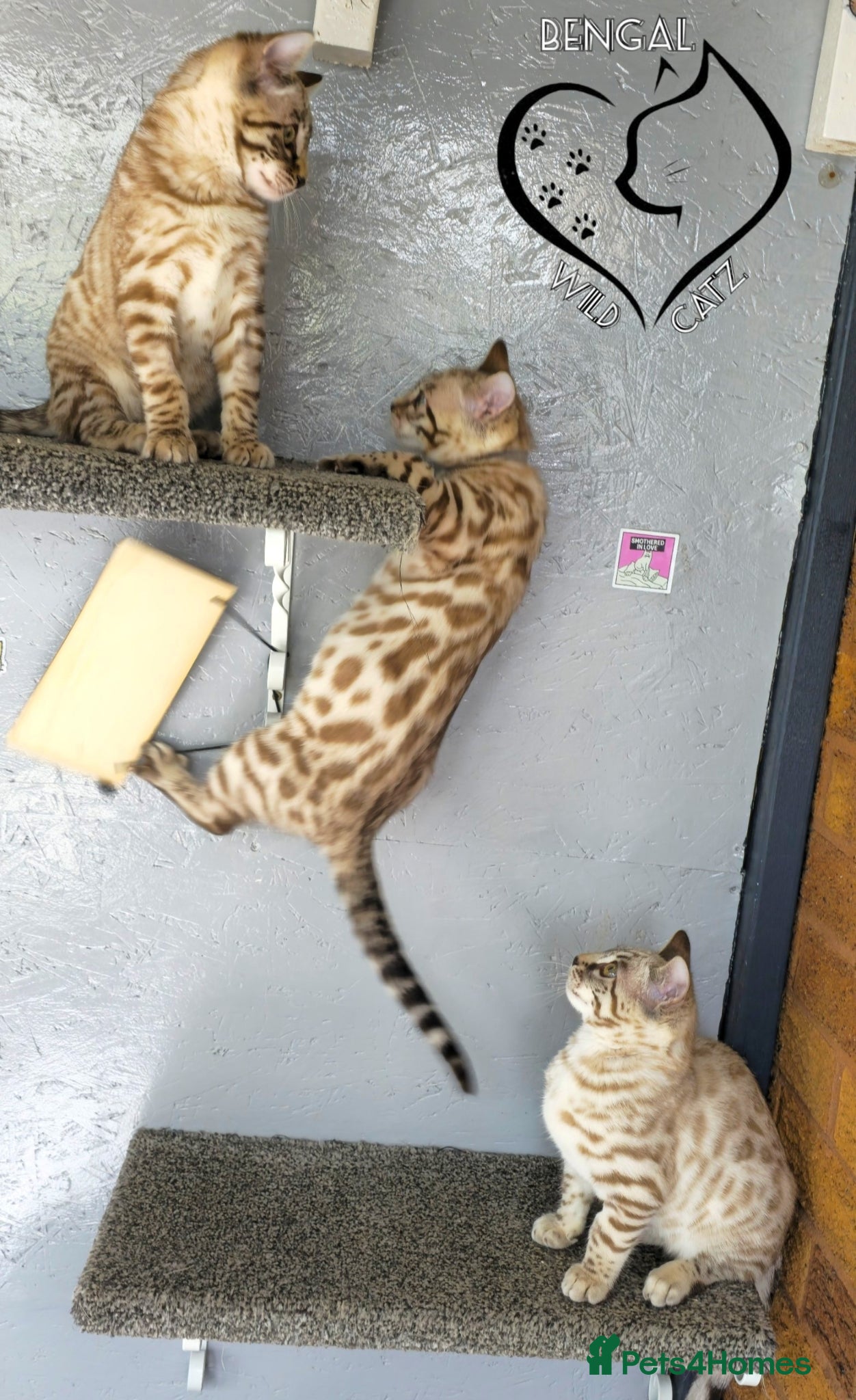 Bengal cats 🔥Stunning Bengal boys ready to leave🔥 - Advert 2