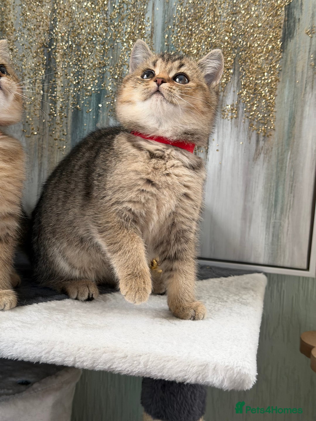 British Shorthair cats for sale: British shorthair Golden kittens TICA - Advert 4
