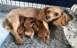 Toy Poodle dogs for sale: KC Registered Toy Poodle puppies - Image 14