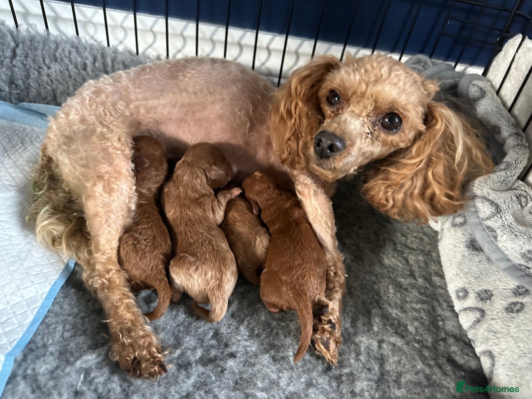 Toy Poodle dogs for sale: KC Registered Toy Poodle puppies - Image 14
