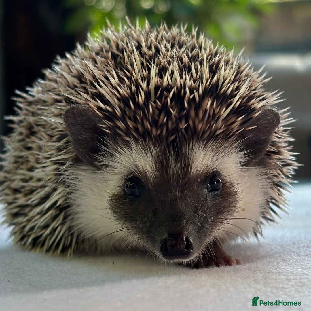 Pygmy Hedgehog rodents for sale: Pedigree African Pygmy Hedgehog 04.05.25 in Eastleigh - Image 5