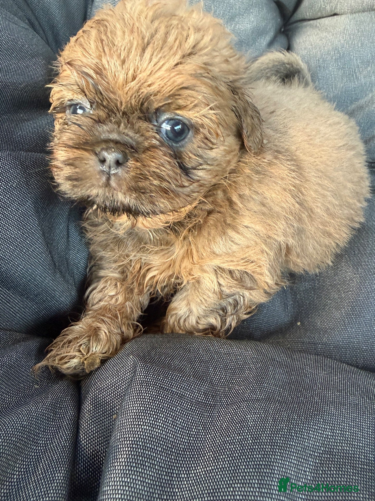 Shih Tzu dogs Stunning imperial Shihtzu puppies Kc registered  - Advert 1
