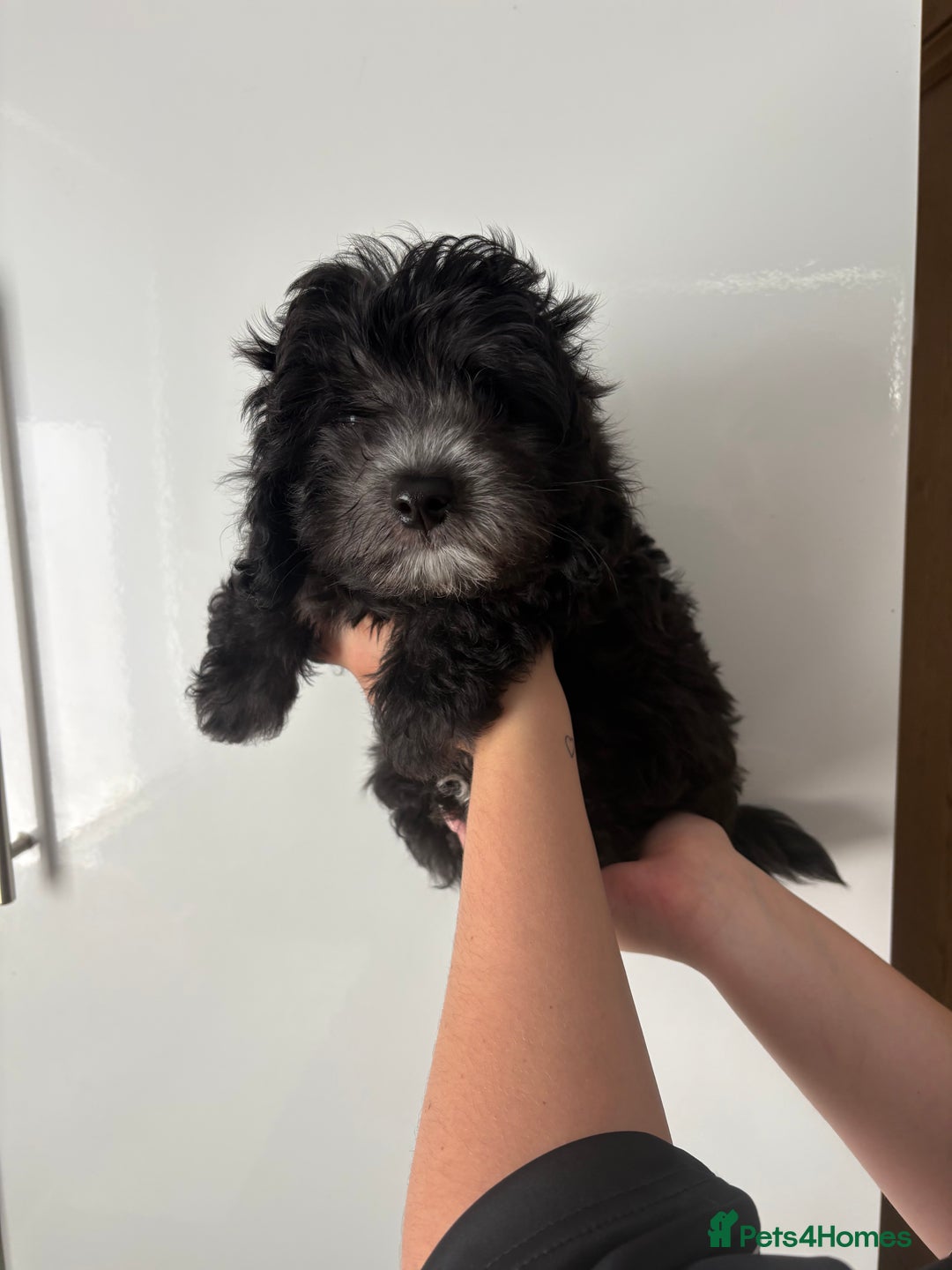 Maltipoo dogs for sale: 🤩 1 stunning male F1 Maltipoo 🤩 - Image 11