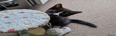 Tobi (male kitten)