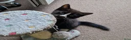 Mixed Breed cats for sale: Tobi and Poppy are looking for a new home - Advert 14
