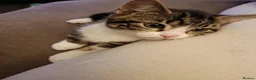 Mixed Breed cats for sale: Two Adorable Kittens Looking for Home!  - Advert 9