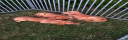 Goldador dogs for sale:  ♥️Gorgeous Puppies Ready For Walks ♥️ - Advert 31