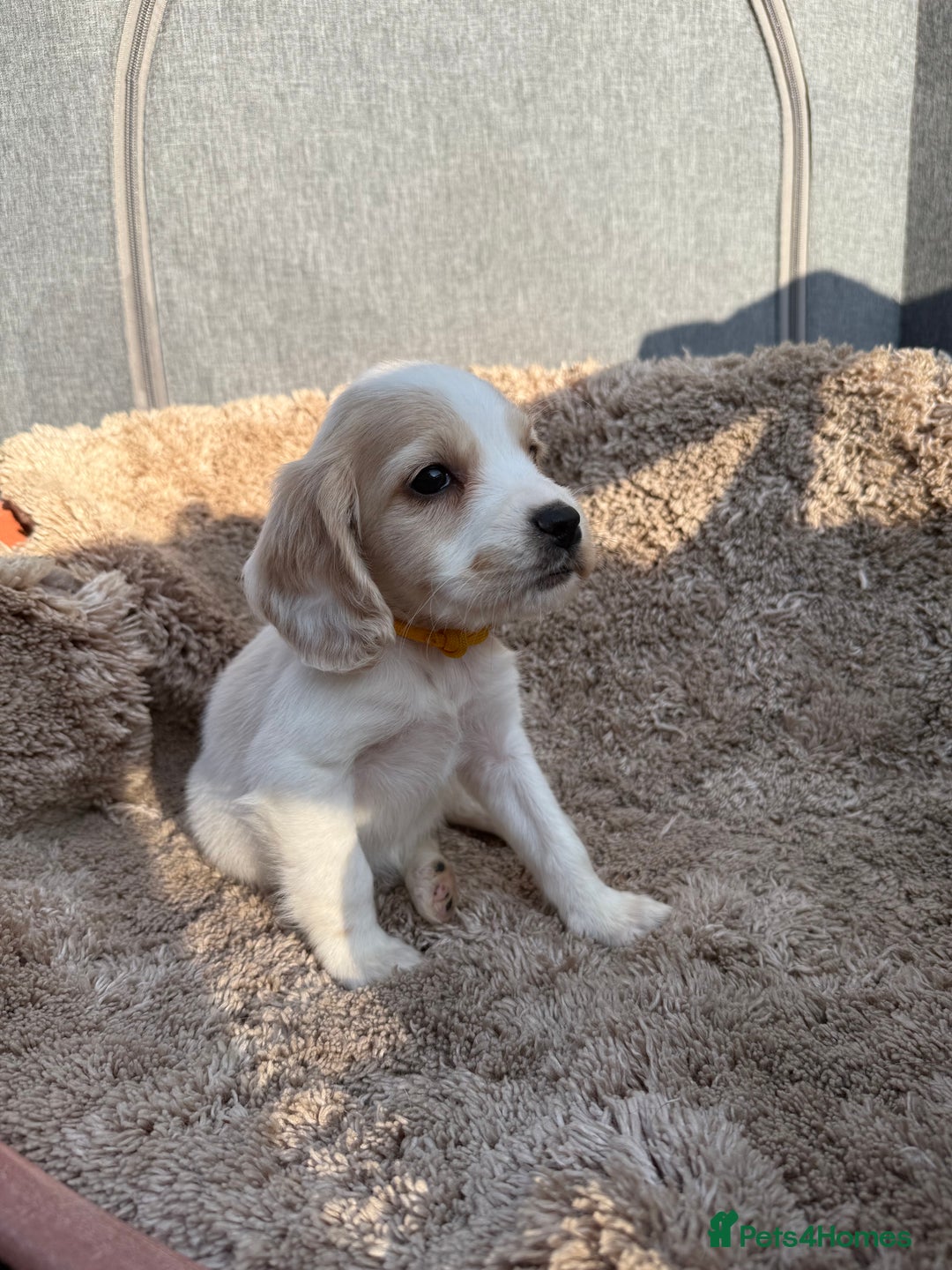 Cocker Spaniel dogs for sale: ⭐️READY TO LEAVE NOW - COCKER SPANIELS ⭐️ - Image 5