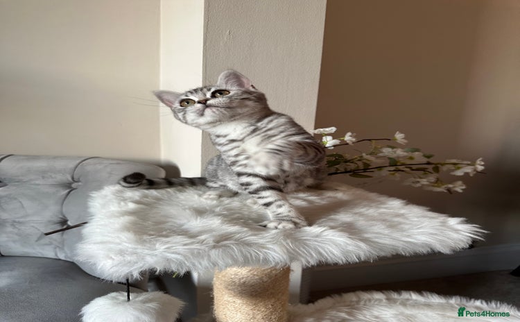 British Shorthair cats - Advert 3