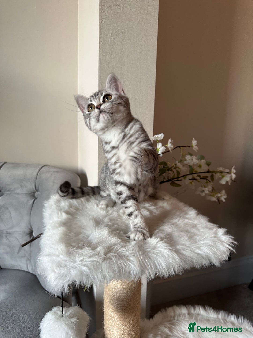 British Shorthair cats for sale: SILVER TABBIES - Registered & Full Pedigree - Image 1