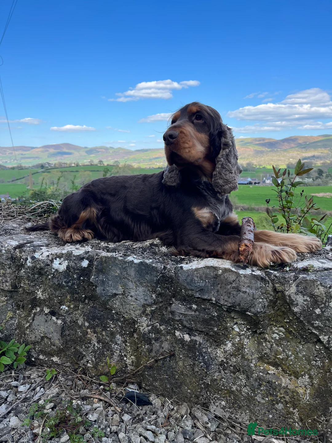 Cocker Spaniel dogs for stud: KC Superb example Classic SHOW Cocker Stud in Ruthin - Advert 11