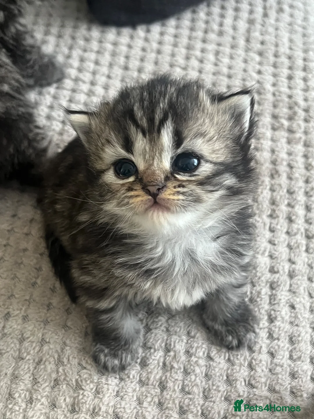 Persian cats for sale: Beautiful Persian Boy  - Advert 2