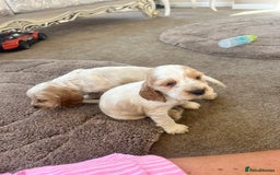Cocker Spaniel dogs for sale: Cocker spaniel puppys - Image 12