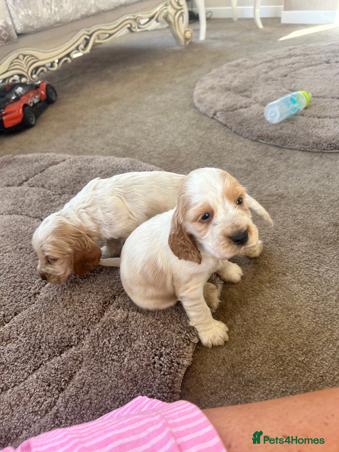 Cocker Spaniel dogs for sale: Cocker spaniel puppys - Image 12