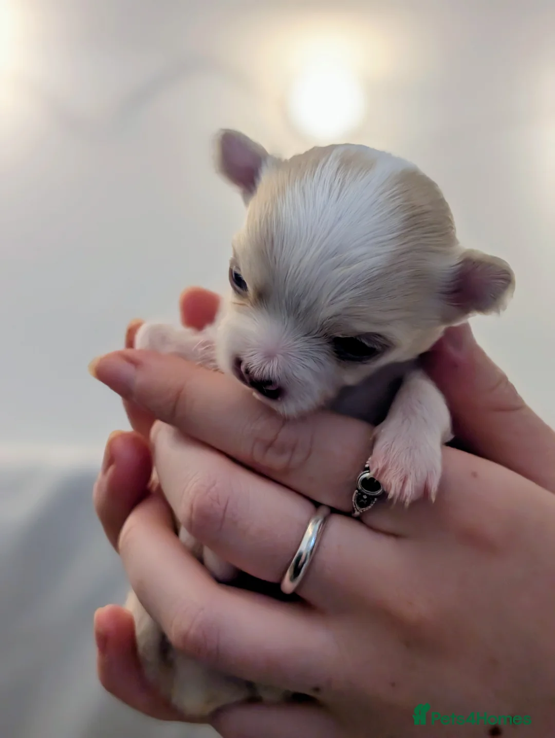Chihuahua dogs for sale:  3 ABSOLUTELY GORGEOUS CHIHUAHUA PUPPIES FOR SALE - Advert 3