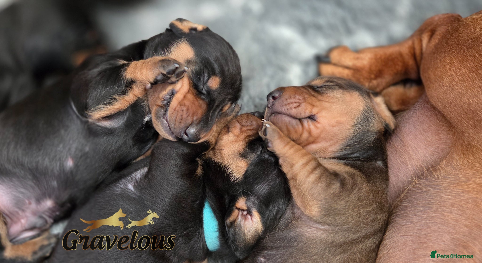 Dachshund dogs KC Registered Standard Smooth Haired Pups - Advert 11
