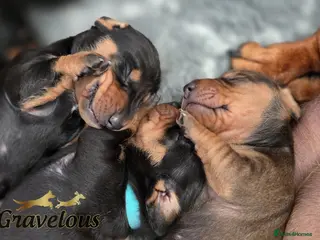Dachshund dogs KC Registered Standard Smooth Haired Pups - Advert 1