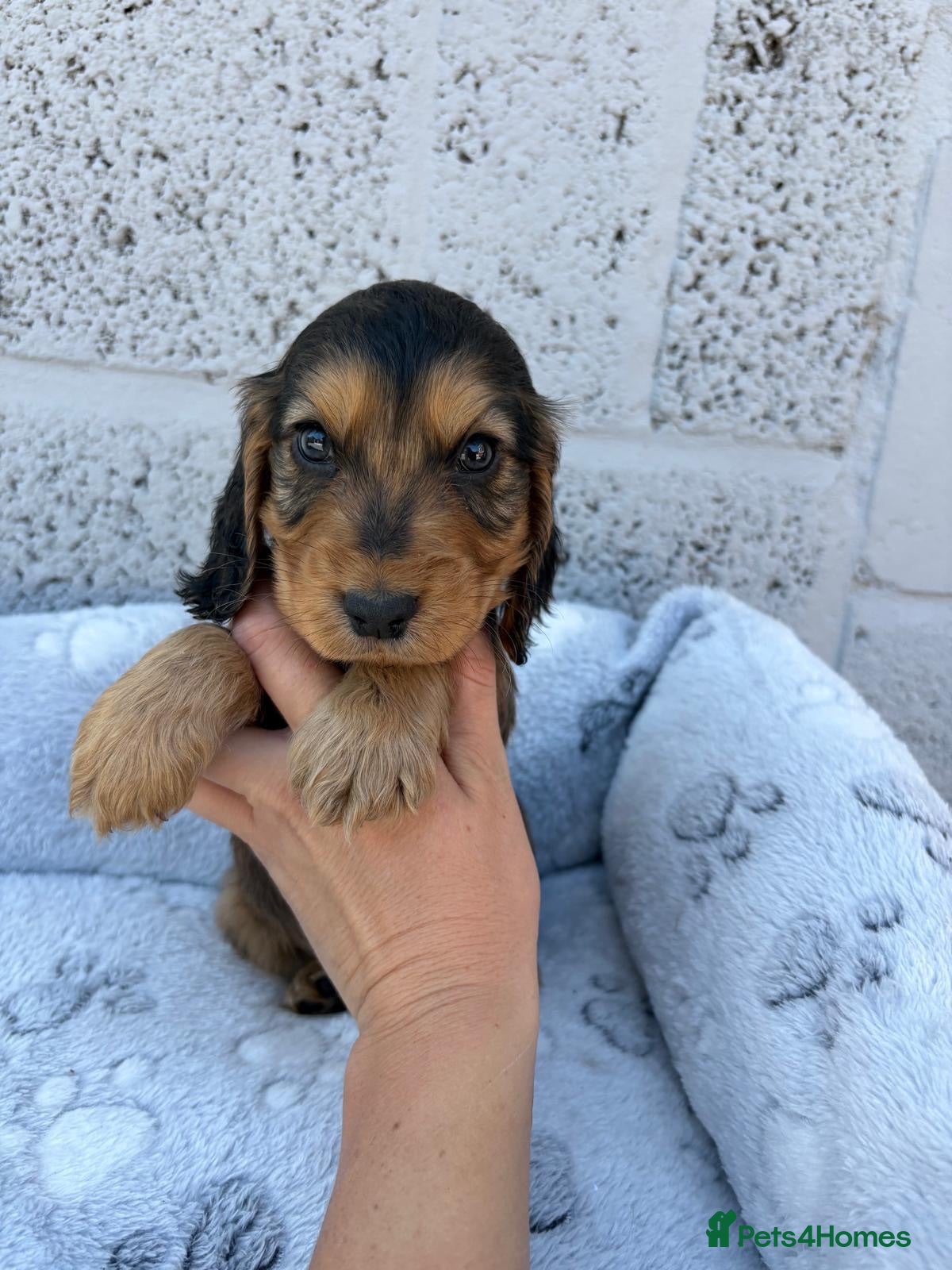 Cocker Spaniel dogs Show type cocker spaniel puppies - Advert 2