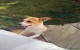 Mixed Breed dogs for sale: Chihuahua Cross Jack Russell 2 Girls  - Image 2