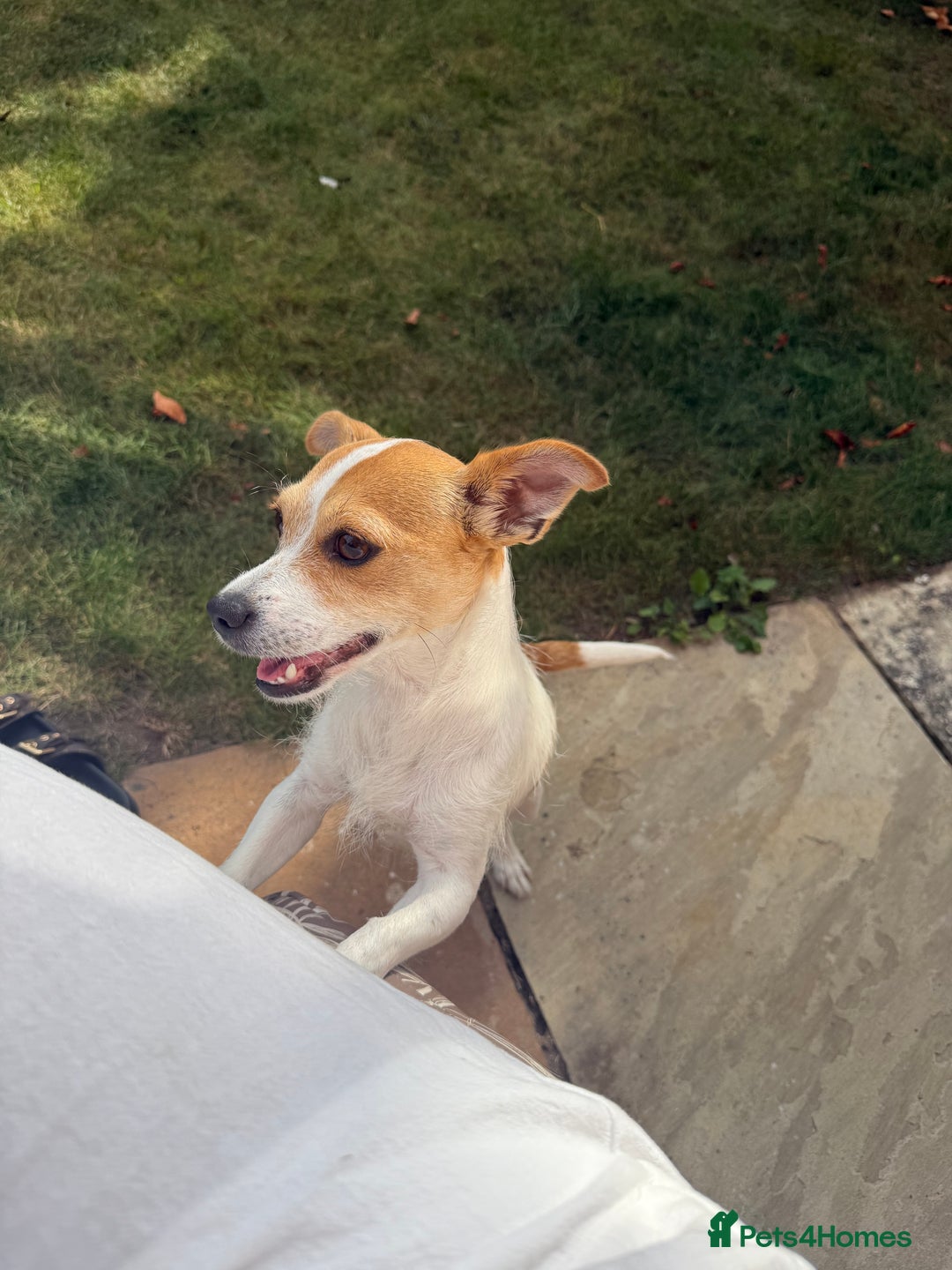 Mixed Breed dogs for sale: Chihuahua Cross Jack Russell 2 Girls  - Image 2