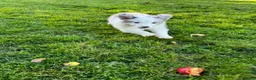 Border Collie dogs for sale: Kennel Club Reg Border Collie Puppies For Sale - Advert 6