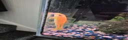 Loaches fish for sale: Golden Chinese Algae eater in Stoke-on-Trent - Advert 3