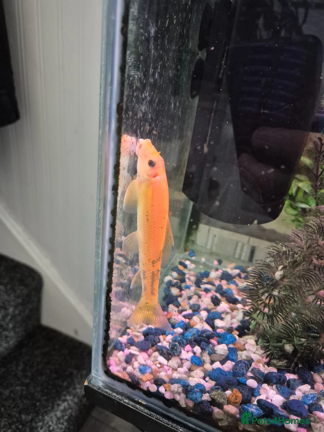 Loaches fish for sale: Golden Chinese Algae eater in Stoke-on-Trent - Advert 3