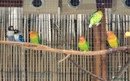 Lovebirds birds for sale: Fischers Lovebirds  - Image 4