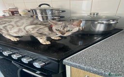 Bengal cats for sale: Beautiful silver lynx begal  - Image 1