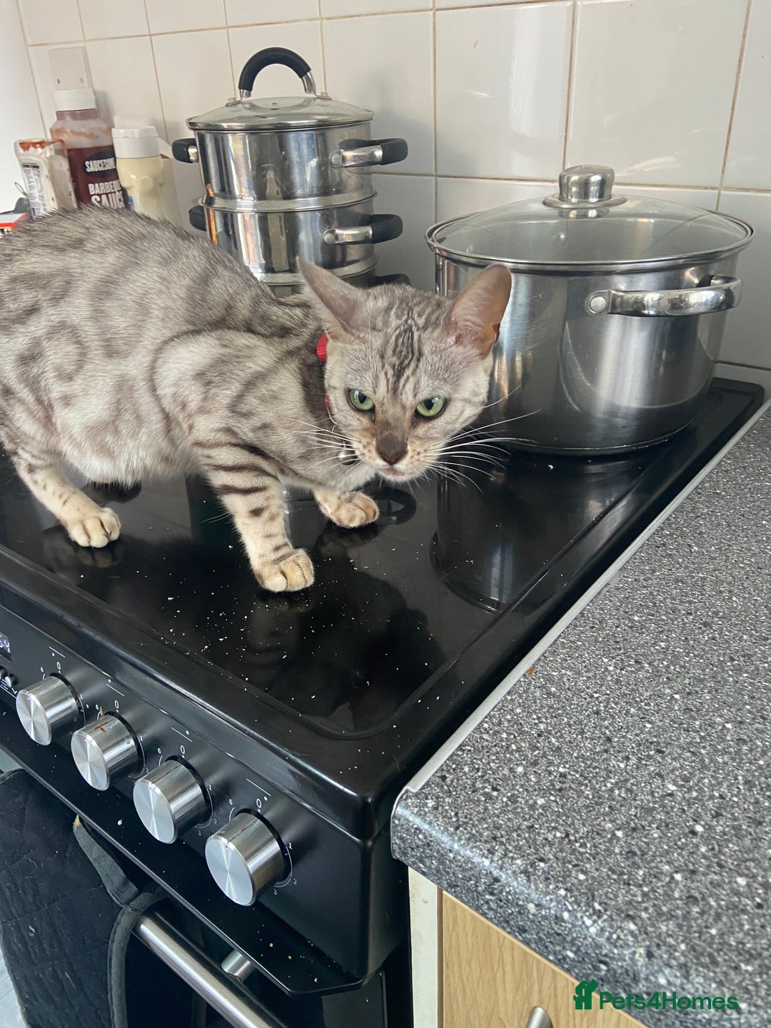 Bengal cats for sale: Beautiful silver lynx begal  - Image 1