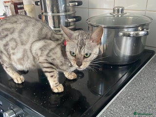 Bengal cats - Advert 1