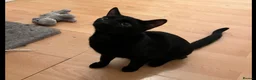 British Shorthair cats for sale: Adorable 7-Month-Old Kittens/ 2 Males & 1 Female - Advert 2