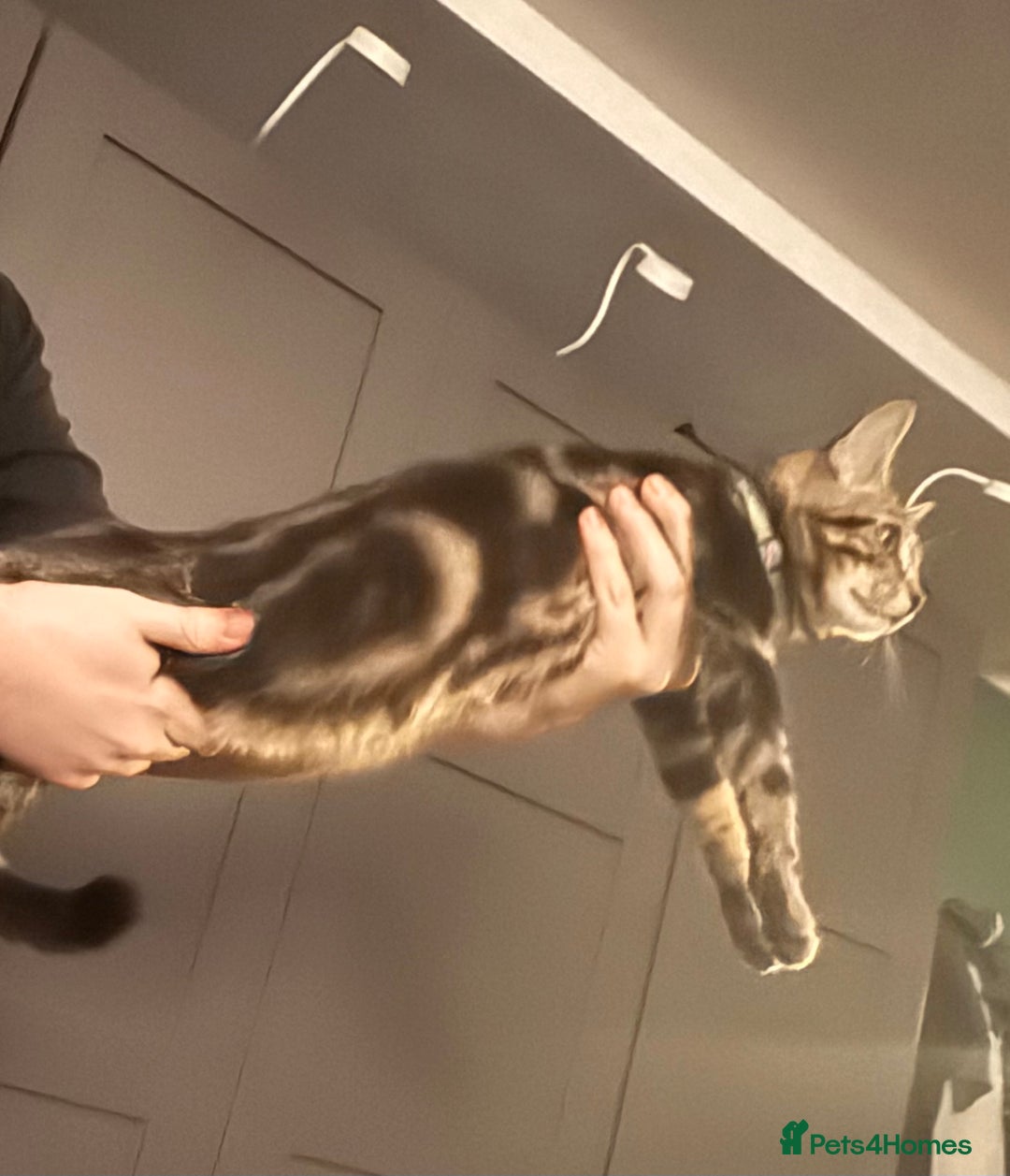 Maine Coon cats for sale: Maine Coone X Bengal - Advert 4
